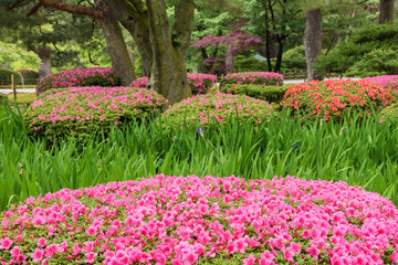 Obraz premium colorful flower in garden in springtime season. Natural background