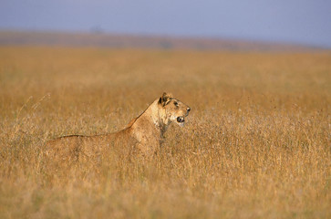 LION D'AFRIQUE panthera leo