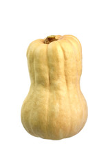 Butternut squash isolated on white background. Whole sweet pumpkin (Cucurbita moschata), winter squash