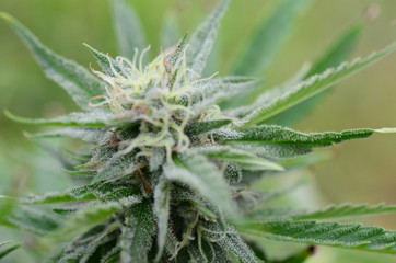 Abstract, soft focus using macro lens. Intense detail of flowering cannabis plant. Medical hemp growing on organic farm. Outdoor, natural lighting. Beautiful trichomes on cannabis plant. Healthy hemp