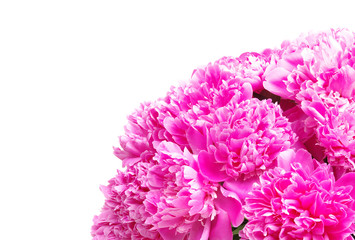 Pink peony isolated on white