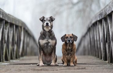Two dog on the wooden bridge
