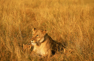 Fototapeta na wymiar LION D'AFRIQUE panthera leo