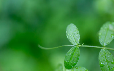 雨に濡れる