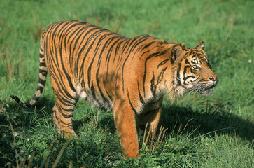Naklejka na ściany i meble TIGRE DE SUMATRA panthera tigris sumatrae