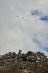 Vultures in a hill with rocks and bright sun in Sierra de las Nieves