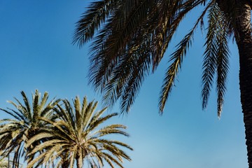 Palm trees beach 