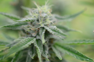 Abstract, soft focus using macro lens. Intense detail of flowering cannabis plant. Medical hemp growing on organic farm. Outdoor, natural lighting. Beautiful trichomes on cannabis plant. Healthy hemp