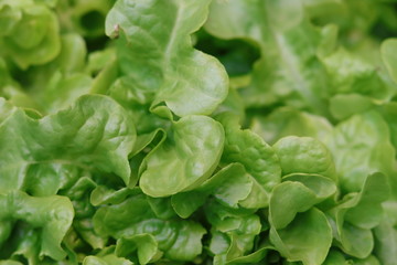 top view of lettuce or green salad leaves 