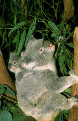 KOALA phascolarctos cinereus