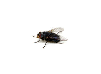  fly on a white background