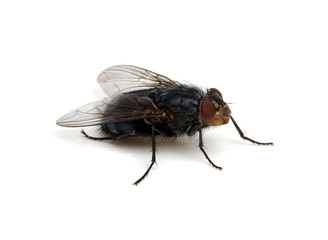 Fototapeta na wymiar fly isolated on a white
