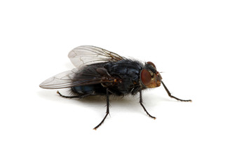 Fototapeta premium fly isolated on a white