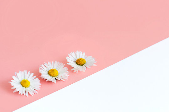 White daisies on a light pink and white background