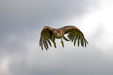 AUTOUR DES PALOMBES accipiter gentilis