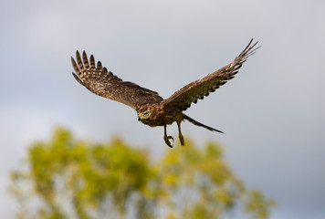 AUTOUR DES PALOMBES accipiter gentilis