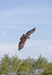 AIGLE ROYAL aquila chrysaetos