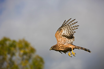 AUTOUR DES PALOMBES accipiter gentilis