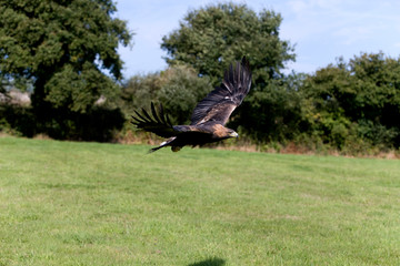 AIGLE ROYAL aquila chrysaetos