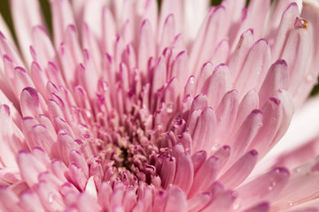 Luxurious elegant macro closeup of the chrysanthemum or aster bud aand petals of the flower.