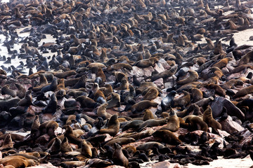 OTARIE A FOURRURE D'AFRIQUE DU SUD arctocephalus pusillus