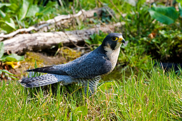 FAUCON PELERIN falco peregrinus