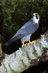 FAUCON PELERIN falco peregrinus