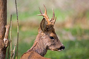 CHEVREUIL capreolus capreolus