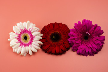 Three gerbera daisies on a pink background.