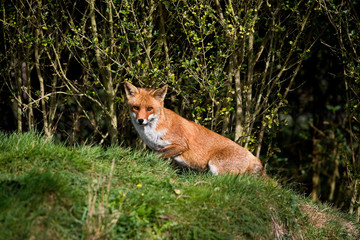 RENARD ROUX vulpes vulpes