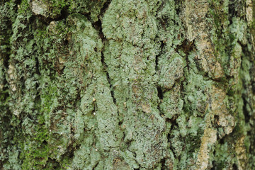 tree structure in the forest