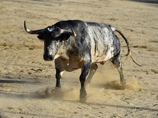 toro español poderoso con grandes cuernos
