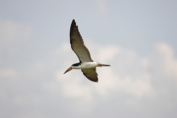 Obraz premium BEC EN CISEAUX NOIR rynchops niger