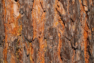 tree structure in the forest