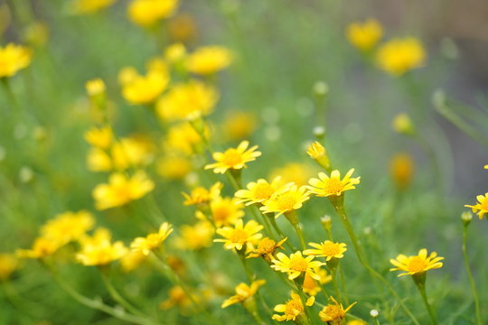 Field Of Yellow Flowers