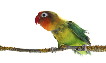 Lovebird on branch isolated on white Agapornis fischeri (Fischer's Lovebird)