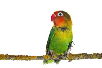 Lovebird on branch isolated on white Agapornis fischeri (Fischer's Lovebird)