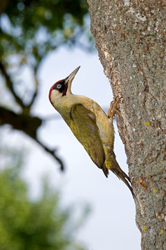 PIC VERT picus viridis