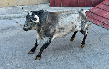 toro español con grandes cuernos en una plaza de toros