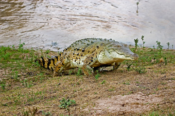 CROCODILE DE L'ORENOQUE crocodylus intermedius