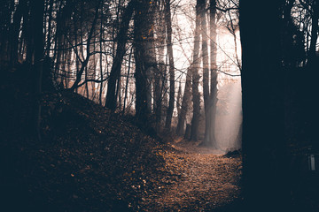 Sonnenstrahlen im dunklen Wald erleuchten den Weg