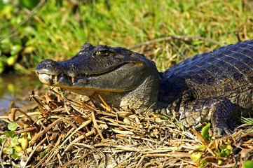 CAIMAN A LUNETTES caiman crocodilus