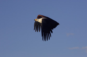 AIGLE PECHEUR D'AFRIQUE haliaeetus vocifer
