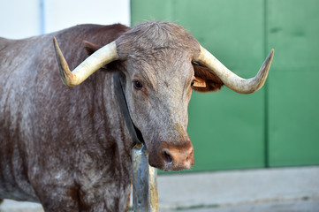un toro español con  grandes cuernos