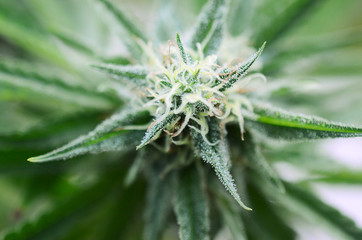 Beautiful flowering marijuana plant. Cannabis plant in flower. Natural medicine, higher healing. Cannabis industry, organic farming. Hemp buds, growing marijuana. Weed in bloom, outdoor lighting