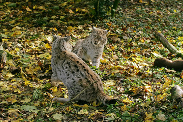 LYNX BOREAL  felis lynx