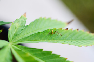 Abstract plant, Soft focus using macro lens, close up of spider on fan leaves. Cannabis cola growing and flowering. Organic farming in the cannabis industry. Medicinal cannabis, medical marijuana 