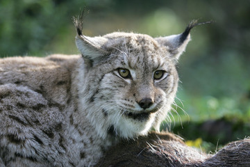 LYNX BOREAL  felis lynx