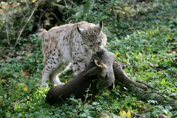 Fotobehang Lynx LYNX BOREALE felis lynx