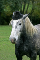 PERCHERON